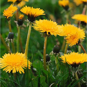 Dandelion Wine