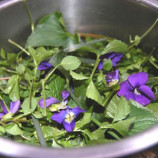 Salad of dandelion and nettle Salad of dandelion and nettle